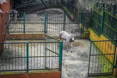 Zoo Ústí nad Labem - Nevinné oběti